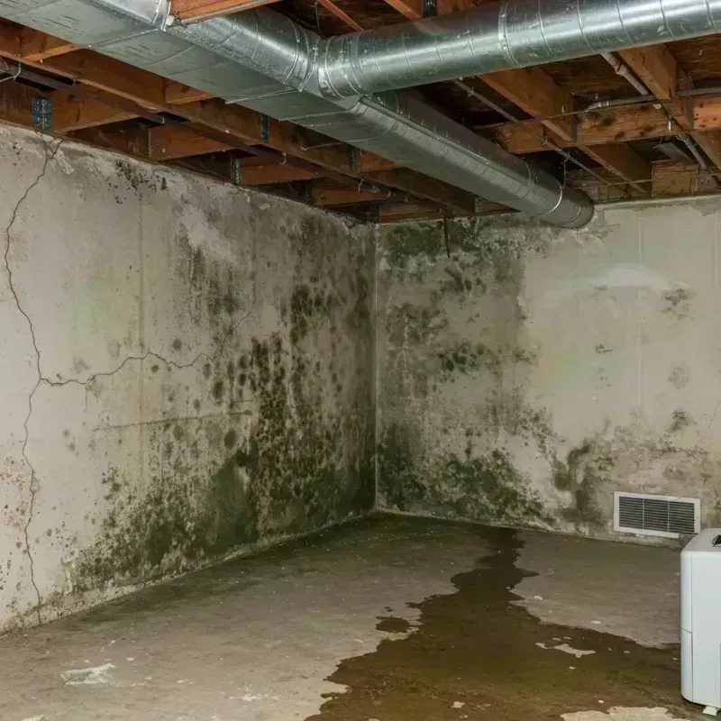 Professional Mold Removal in Vienna, WV